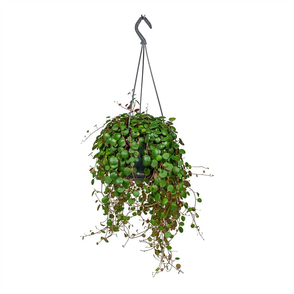 Peperomia Prostrata Pepperspot - String Of Coins 3 Peperomia Prostrata Pepperspot - String Of Coins