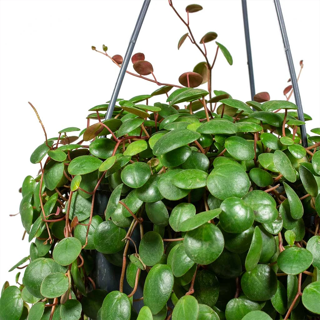 Peperomia Prostrata Pepperspot - String Of Coins 4 Peperomia Prostrata Pepperspot - String Of Coins - Image 2