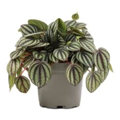Peperomia Piccolo Banda 11 Peperomia Piccolo Banda -Plant Promotion Store Peperomia Piccolo Banda 10.5x20cm