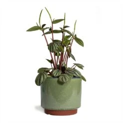 Malibu Plant Pot - Green -Plant Promotion Store Peperomia Piccolo Banda 10.5x20cm Malibu Plant Pot Green 12x11cm