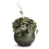 Peperomia Piccolo Banda -Plant Promotion Store Peperomia Piccolo Banda 10.5x20cm Noor Plant Pot Velvet Green 16x13cm 1cbd8962 4dc5 41de 9bb1 b791e93c17fa