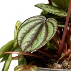 Peperomia Piccolo Banda 10 Peperomia Piccolo Banda -Plant Promotion Store Peperomia Piccolo Banda Houseplant 10.5x20cm Close Leaf