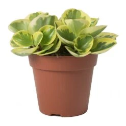 Peperomia Obtusifolia Variegata - Variegated Baby Rubber Plant 14 Peperomia Obtusifolia Variegata - Variegated Baby Rubber Plant -Plant Promotion Store Peperomia Variegata Radiator Plant Small
