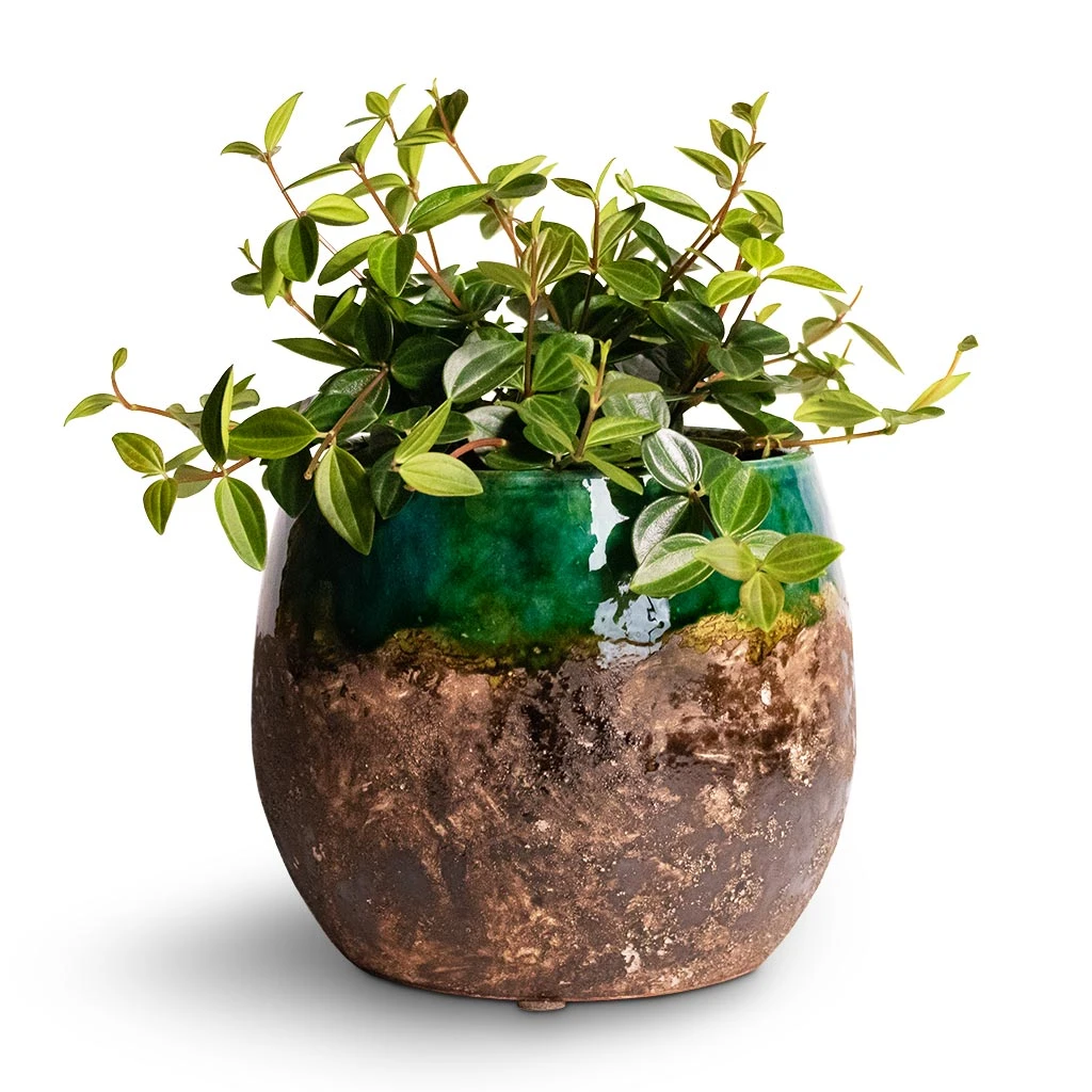 Lindy Plant Pot - Black Green 13 Lindy Plant Pot - Black Green - Image 11