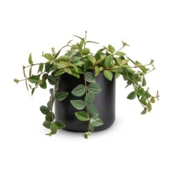 Lisbon Plant Pot - Anthracite -Plant Promotion Store Peperomia angulata rocca scuro Dark Green Beetle Radiator Plant 12x20cm Lisbon Plant Pot Anthracite 13x13cm