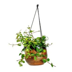 Mya Hanging Planter - Shiny Mocha 18 Mya Hanging Planter - Shiny Mocha -Plant Promotion Store Peperomia angulata rocca scuro Dark Green Beetle Radiator Plant Mya Hanging Planter Shiny Mocha b4c99ae9 5d4a 4b04 be8c 297ea5c00325