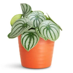 Peperomia Argyreia - Watermelon Peperomia 24 Peperomia Argyreia - Watermelon Peperomia -Plant Promotion Store Peperomia argyreia Watermelon 12x20cm Oslo Pot Cayenne 13x10.5cm