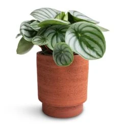 Peperomia Argyreia - Watermelon Peperomia 29 Peperomia Argyreia - Watermelon Peperomia -Plant Promotion Store Peperomia argyreia Watermelon Peperomia 12x20cm Chao Plant Pot Terra 13x15cm