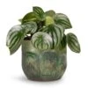 Peperomia Argyreia - Watermelon Peperomia 1 Peperomia Argyreia - Watermelon Peperomia -Plant Promotion Store Peperomia argyreia Watermelon Peperomia 12x20cm Moon Plant Pot Jungle 15x13cm c9d092e8 6f72 4691 83d7 7f7c818ba461