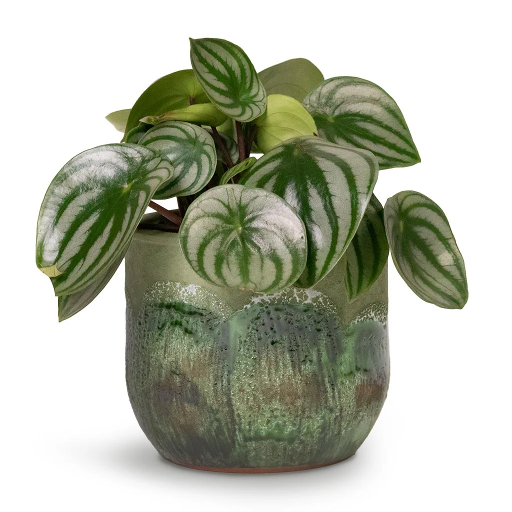 Peperomia Argyreia - Watermelon Peperomia 3 Peperomia Argyreia - Watermelon Peperomia