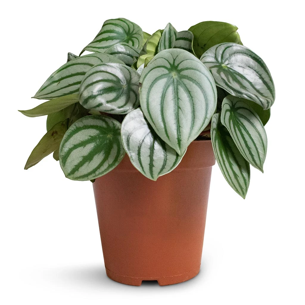 Peperomia Argyreia - Watermelon Peperomia 11 Peperomia Argyreia - Watermelon Peperomia - Image 9