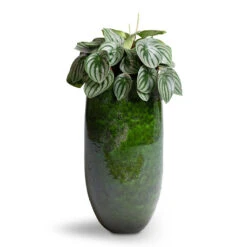 Peperomia Argyreia - Watermelon Peperomia 20 Peperomia Argyreia - Watermelon Peperomia -Plant Promotion Store Peperomia argyreia Watermelon Peperomia 15x25cm Aimee Tall Plant Vase Pear 22x45cm 705c1ba7 7367 43a1 805d 9df21661f840