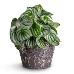Peperomia Argyreia - Watermelon Peperomia 26 Peperomia Argyreia - Watermelon Peperomia -Plant Promotion Store Peperomia argyreia Watermelon Peperomia 15x25cm Lava Couple Straight Relic Planter Black 19x13cm