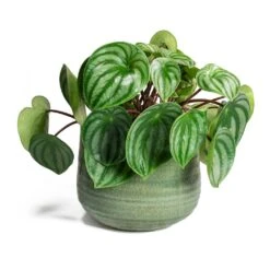 Peperomia Argyreia - Watermelon Peperomia 30 Peperomia Argyreia - Watermelon Peperomia -Plant Promotion Store Peperomia argyreia Watermelon Peperomia Iris Mint Plant Pot