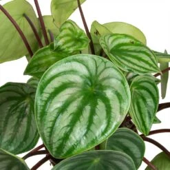 Peperomia Argyreia - Watermelon Peperomia 19 Peperomia Argyreia - Watermelon Peperomia -Plant Promotion Store Peperomia argyreia Watermelon Peperomia Leaves