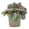 Peperomia Caperata Burbella -Plant Promotion Store Peperomia caperata Burbella