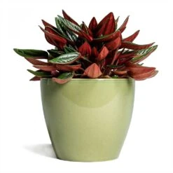 Peperomia Caperata Rosso 27 Peperomia Caperata Rosso -Plant Promotion Store Peperomia caperata Rosso 10 5x15cm Sven Plant Pot Mint 13x11cm