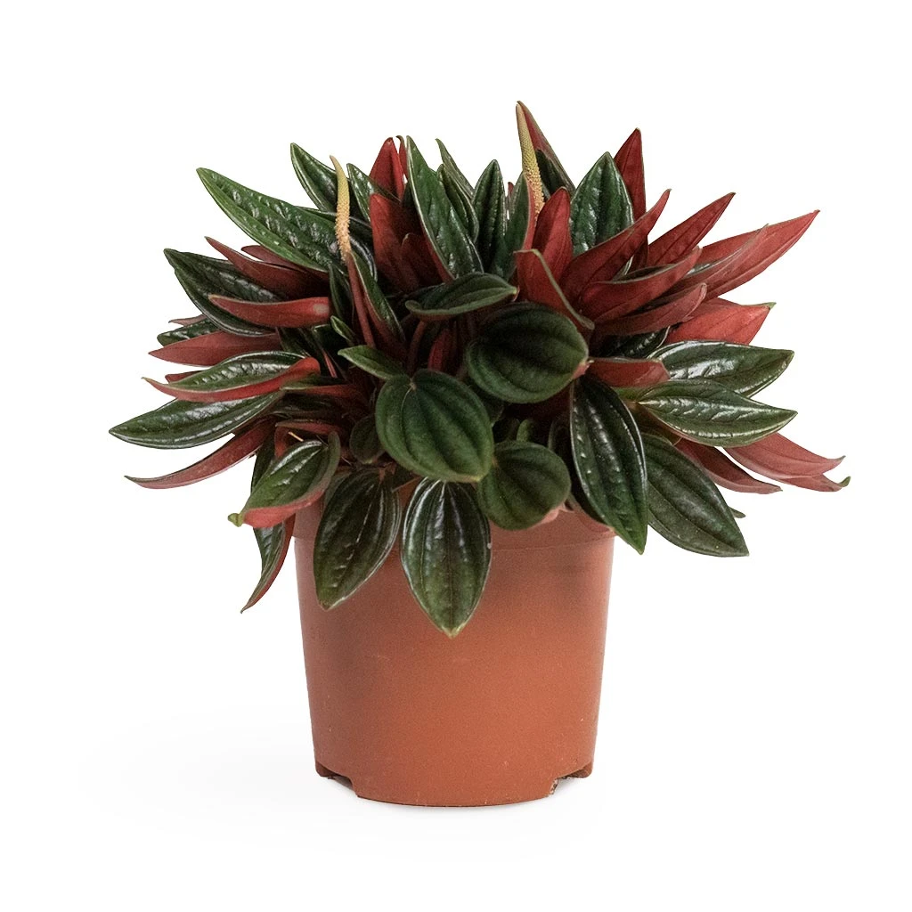 Peperomia Caperata Rosso 6 Peperomia Caperata Rosso - Image 4
