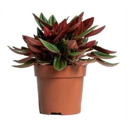 Peperomia Caperata Rosso 28 Peperomia Caperata Rosso -Plant Promotion Store Peperomia caperata Rosso 10.5x15cm