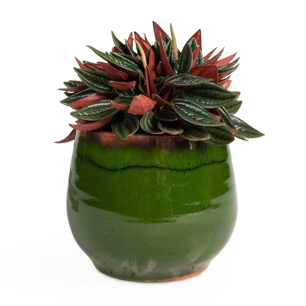 Charlotte Plant Pot - Green 11 Charlotte Plant Pot - Green - Image 9