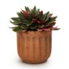 Peperomia Caperata Rosso 1 Peperomia Caperata Rosso -Plant Promotion Store Peperomia caperata Rosso 10.5x15cm Duncan Plant Pot Rust 14x13cm