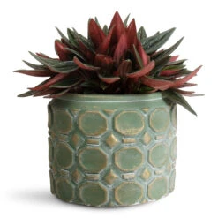 Jurre Plant Pot - Soft Jade -Plant Promotion Store Peperomia caperata Rosso 10.5x15cm Jurre Pot Soft Jade 14x11cm 1
