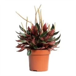 Peperomia Caperata Rosso 26 Peperomia Caperata Rosso -Plant Promotion Store Peperomia caperata Rosso 10.5x15cm tall