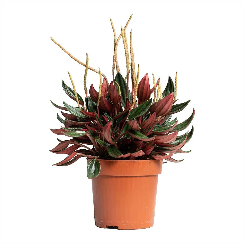 Peperomia Caperata Rosso 12 Peperomia Caperata Rosso - Image 10