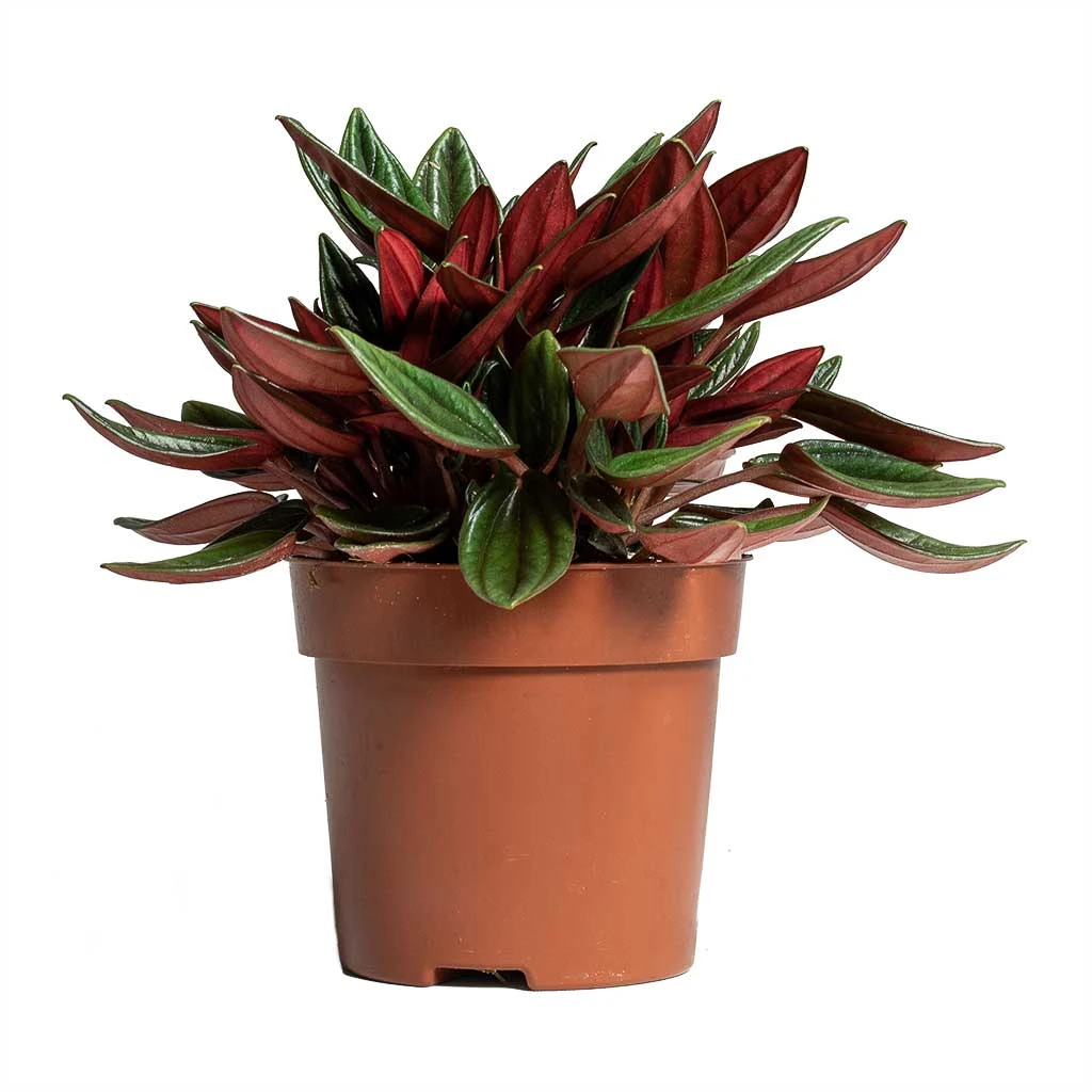 Peperomia Caperata Rosso 14 Peperomia Caperata Rosso - Image 12