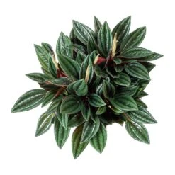 Peperomia Caperata Rosso 19 Peperomia Caperata Rosso -Plant Promotion Store Peperomia caperata Rosso Leaves