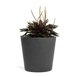 Peperomia Caperata Rosso 29 Peperomia Caperata Rosso -Plant Promotion Store Peperomia caperata Rosso Mini Bucket Plant Pot Black Washed 5c6aedef feab 4b9d a719 342fbeaa2d41