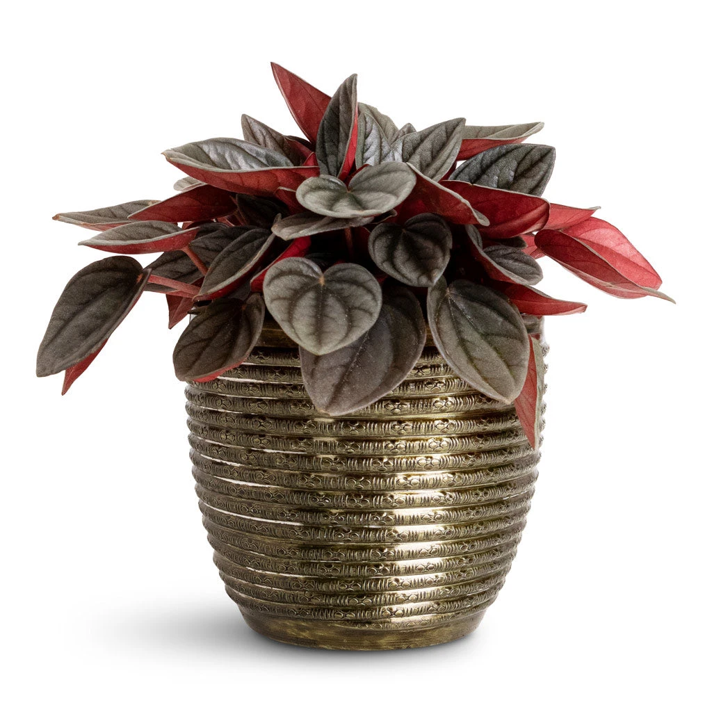 Elise Metal Plant Pot - Green 8 Elise Metal Plant Pot - Green - Image 6