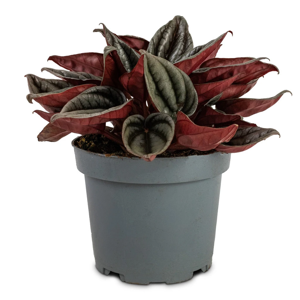 Peperomia Caperata Santorini 4 Peperomia Caperata Santorini - Image 2