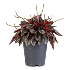 Peperomia Caperata Santorini 10 Peperomia Caperata Santorini -Plant Promotion Store Peperomia caperata Santorini 15x25cm