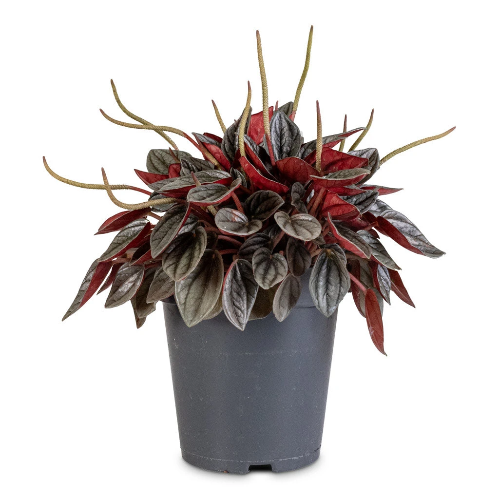 Peperomia Caperata Santorini 5 Peperomia Caperata Santorini - Image 3