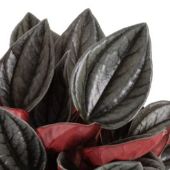 Peperomia Caperata Santorini 12 Peperomia Caperata Santorini -Plant Promotion Store Peperomia caperata Santorini DETAILS 2