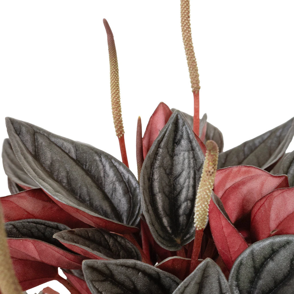 Peperomia Caperata Santorini 6 Peperomia Caperata Santorini - Image 4