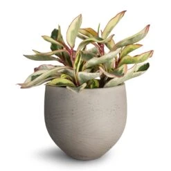 Peperomia Clusiifolia Jelly - Variegated Red Edged Radiator Plant -Plant Promotion Store Peperomia clusiifolia Jelly Variegated Red Edged Radiator Plant 14x25cm Mini Orb Kevan Plant Pot Grey Washed 18x15cm