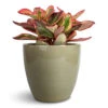 Peperomia Clusiifolia Jelly - Variegated Red Edged Radiator Plant 2 Peperomia Clusiifolia Jelly - Variegated Red Edged Radiator Plant -Plant Promotion Store Peperomia clusiifolia Jelly Variegated Red Edged Radiator Plant Sven Plant Pot Mint 20x19cm