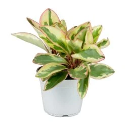 Peperomia Clusiifolia Jelly - Variegated Red Edged Radiator Plant -Plant Promotion Store Peperomia clusiifolia Jelly indoor plant