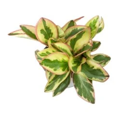 Peperomia Clusiifolia Jelly - Variegated Red Edged Radiator Plant -Plant Promotion Store Peperomia clusiifolia Jelly indoor plant leaves