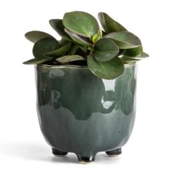 Peperomia Clusiifolia Red Margin - Red Edged Radiator Plant -Plant Promotion Store Peperomia clusiifolia Red Margin Red Edged Radiator Plant 11x20cm Kaat Plant Pot Green 16x16cm