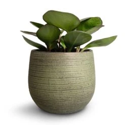 Lydia Plant Pot - Shiny Green -Plant Promotion Store Peperomia clusiifolia Red Margin Red Edged Radiator Plant 11x20cm Lydia Plant Pot Shiny Green 18x16cm 3