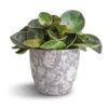 Peperomia Clusiifolia Red Margin - Red Edged Radiator Plant 2 Peperomia Clusiifolia Red Margin - Red Edged Radiator Plant -Plant Promotion Store Peperomia clusiifolia Red Margin Red Edged Radiator Plant 11x20cm Monza Plant Pot Vintage Grey 13x13cm
