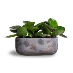 Peperomia Clusiifolia Red Margin - Red Edged Radiator Plant -Plant Promotion Store Peperomia clusiifolia Red Margin Red Edged Radiator Plant 11x20cm Saar Oval Plant Bowl Earth Cement 26x13x11cm 01ab1490 2500 46ca 9303 2ff8277b1373
