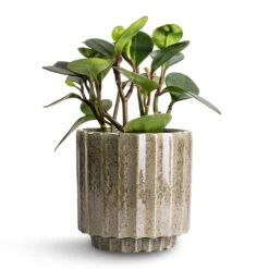 Peperomia Clusiifolia Red Margin - Red Edged Radiator Plant -Plant Promotion Store Peperomia clusiifolia Red Margin Red Edged Radiator Plant 14x25cm Lugano Scalloped Plant Pot Green 16x16cm