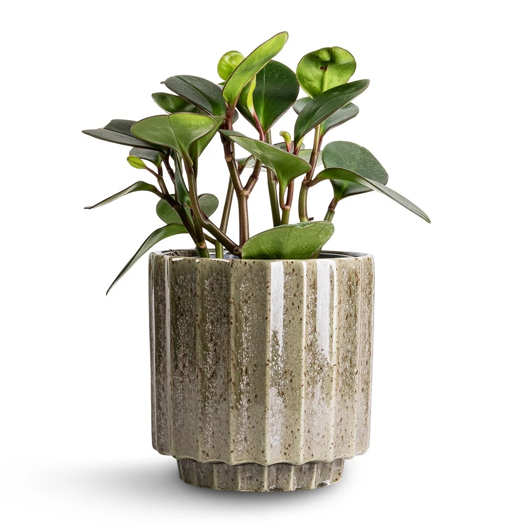 Lugano Scalloped Plant Pot - Green 8 Lugano Scalloped Plant Pot - Green - Image 6