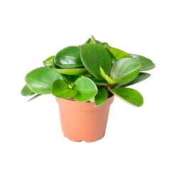 Peperomia Clusiifolia Red Margin - Red Edged Radiator Plant -Plant Promotion Store Peperomia clusiifolia Red Margin Red Edged Radiator Plant