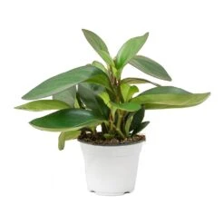 Peperomia Clusiifolia Red Margin - Red Edged Radiator Plant -Plant Promotion Store Peperomia clusiifolia Red Margin Red Edged Radiator Plant Large