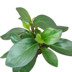 Peperomia Clusiifolia Red Margin - Red Edged Radiator Plant -Plant Promotion Store Peperomia clusiifolia Red Margin Red Edged Radiator Plant Large Leaves